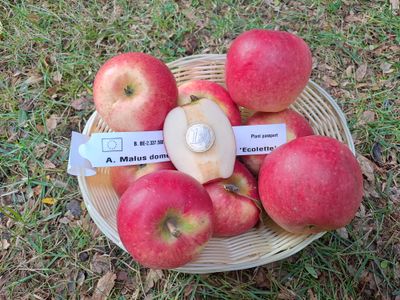 Ecolette appel Malus domestica verbeterde Elstar
