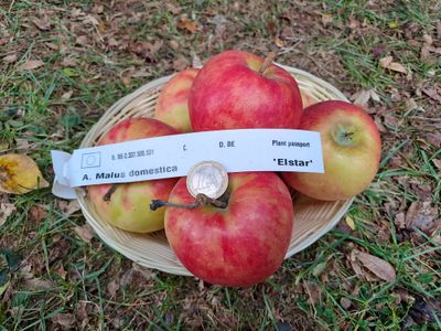 Elstar appel Malus domestica De Bomelaar