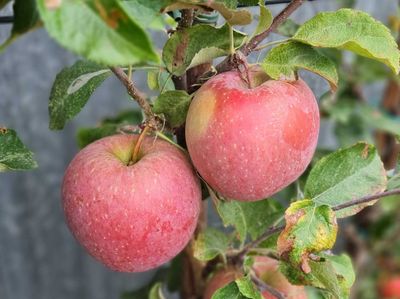 Appel Fuji rijp half oktober, malus domestica, De Bomelaar