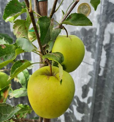 bijna rijpe Golden Delicious appel aan verrier palmet leiboom, foto van begin september door De Bomelaar