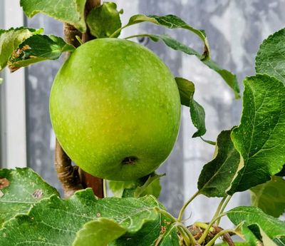 appelaar Granny Smith De Bomelaar Malus domestica