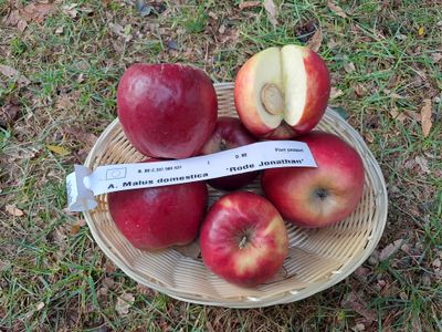 Rode Jonathan rouge Malus Domestica appel De Bomelaar