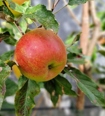 Reinette de Chênée appel appelwijn De Bomelaar