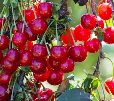 Noordkriek Kelleris n°16 Noordkriek Kelleris n°16