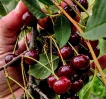 Schaarbeekse kriek Schaarbeekse kriek