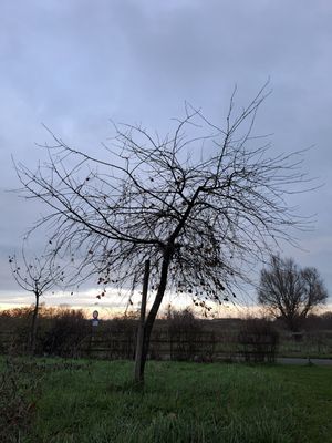 Schaarbeekse kriek