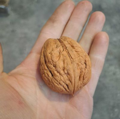 Juglans Regia Bella Maria walnoot okkernoot De Bomelaar beste grote verse noot