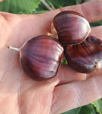 Hongaarse tamme kastanje Iharosberényi 2 Castanea sativa