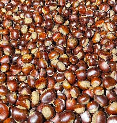 Castanea mollissima (Chinese kastanje) Castanea mollissima