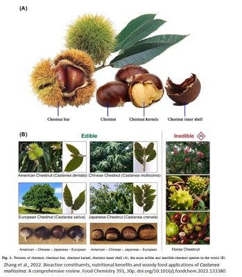 Castanea mollissima (Chinese kastanje)