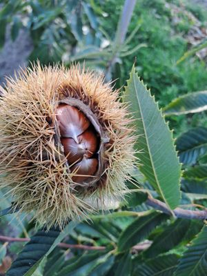 Précose Migoule tamme kastanje Castanea sativa x crenata