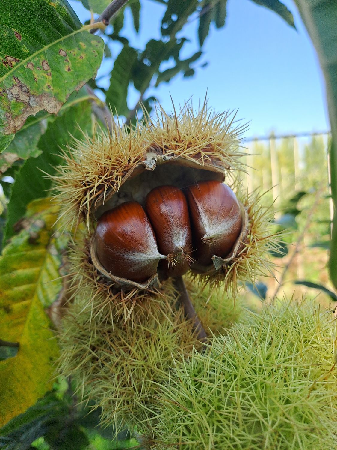 Marlhac (sativa x crenata) Castanea sativa x crenata Marlhac De Bomelaar