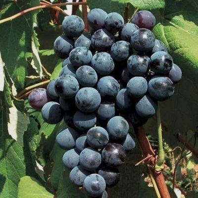 New York Muscat