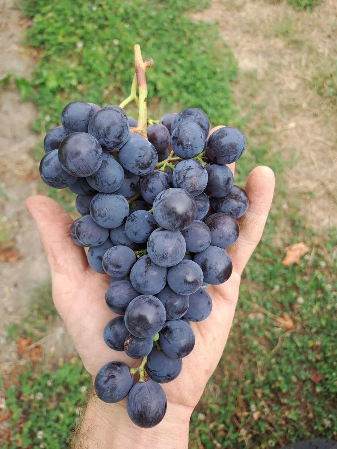 Vitis vinifera druif De Bomelaar New York Muscat