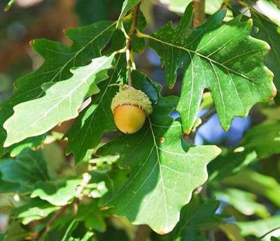 Quercus bicolor