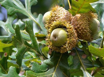 Quercus macrocarpa