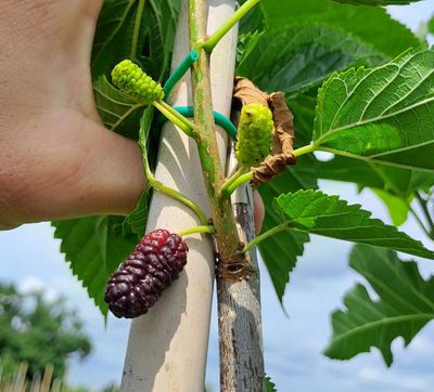 Illinois Everbearing (Morus rubra x alba) moerbei Illinois Everbearing in kwekerij op 1jarige ent