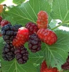 Zwarte moerbei (Morus nigra) Zwarte moerbei (Morus nigra)
