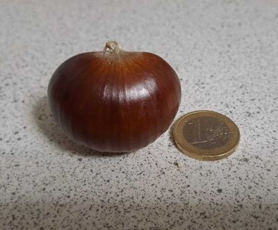 Bellefer kastanje chestnut Castanea
