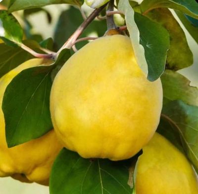 Limon Ayvasi