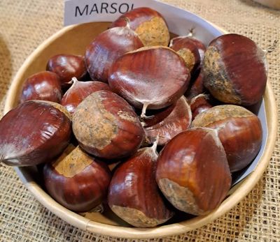 Marsol (sativa x crenata)