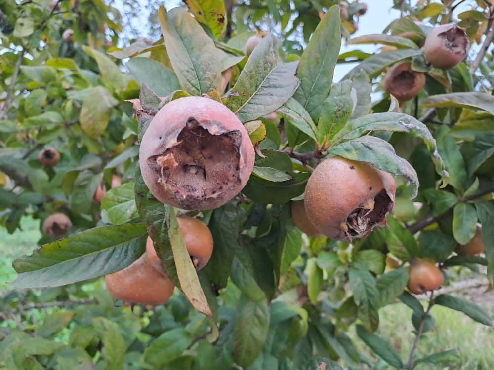 Mespilus germanicus Bredase reus Dutch giant mispel De Bomelaar vrucht