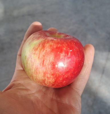 Malus domestica appel Santana De Bomelaar