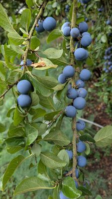 Prune de Prince