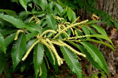 zaailing Marsol (hybride sativa x crenata)