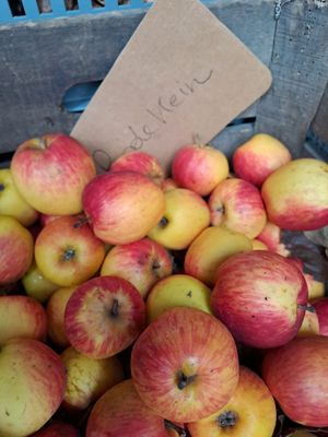 Rode Keiing Keiing appel malus domestica De Bomelaar
