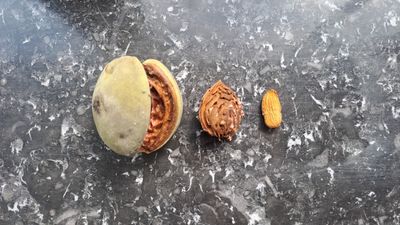 Prunus dulcis Ingrid De Bomelaar amandel