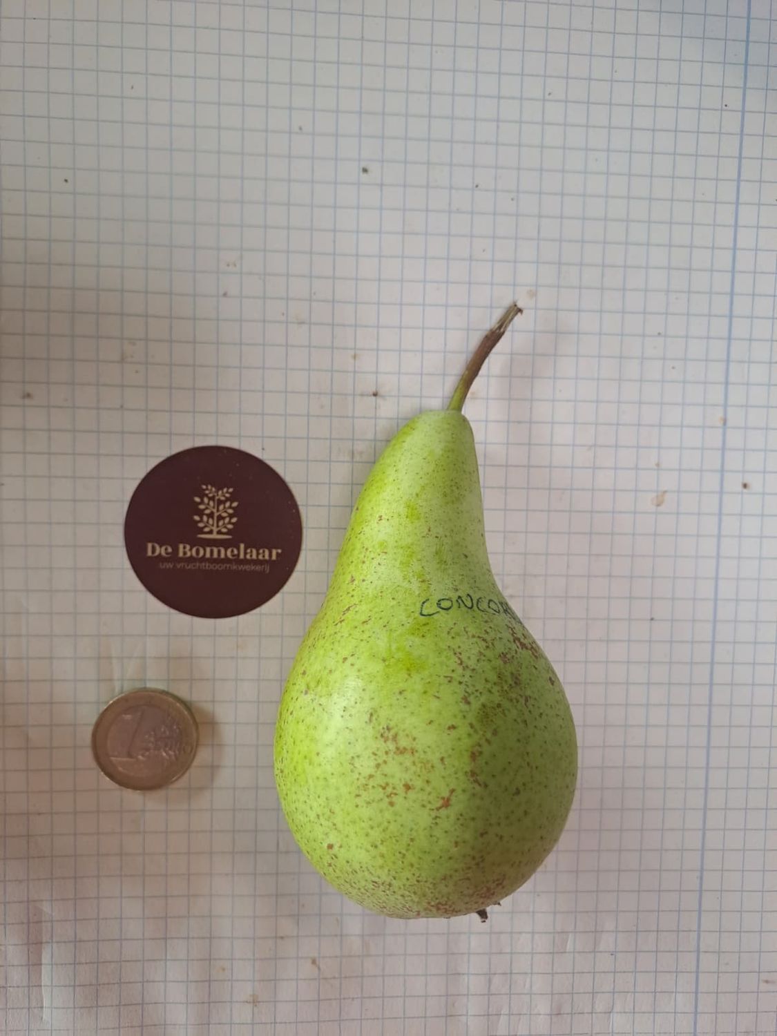 Concorde pyrus communis De BOmelaar