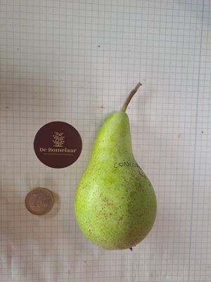 Concorde pyrus communis De BOmelaar
