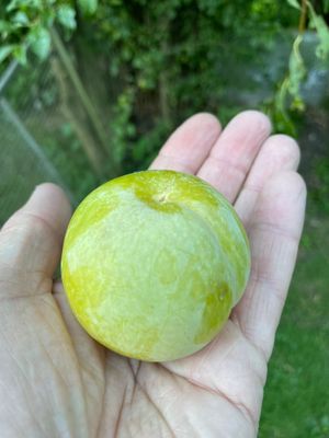 Valther Green (Japanse pruim) Valther Green (Japanse pruim)