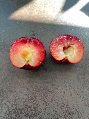 Rubineo (Japanse pruim)