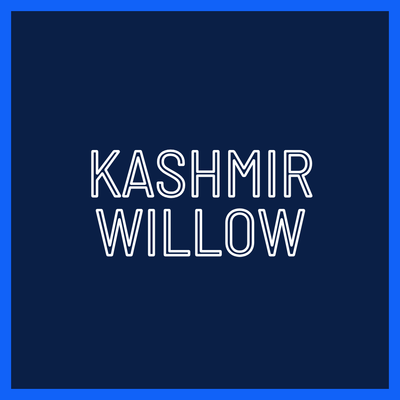 Kashmir Willow