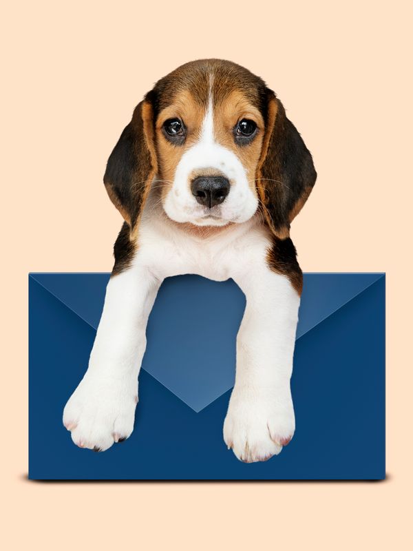 Signs of Anxiety in Dogs and Cats: What Your Pet Is Trying to Tell You