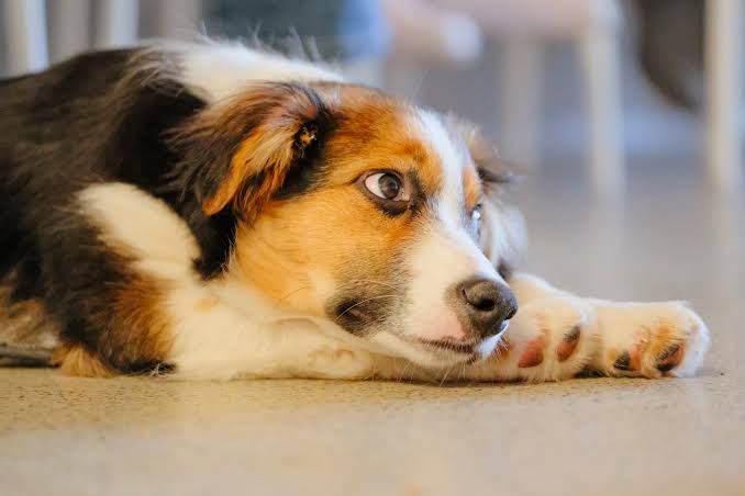 Signs of Anxiety in Dogs and Cats: What Your Pet Is Trying to Tell You