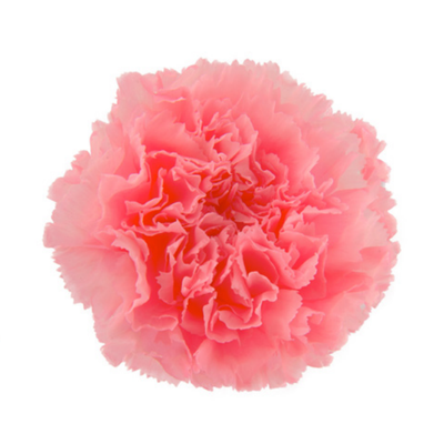 Goździk Stabilizowany