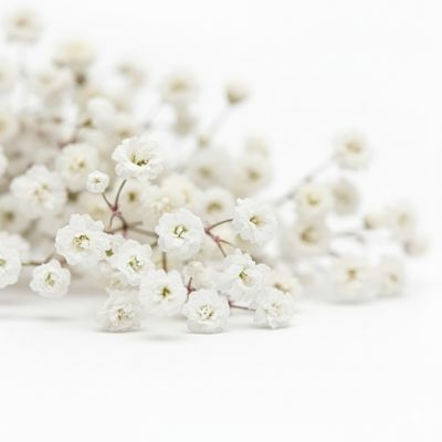 Biała Gipsówka - Niewinna Elegancja