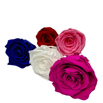 Róża stabilizowana XL