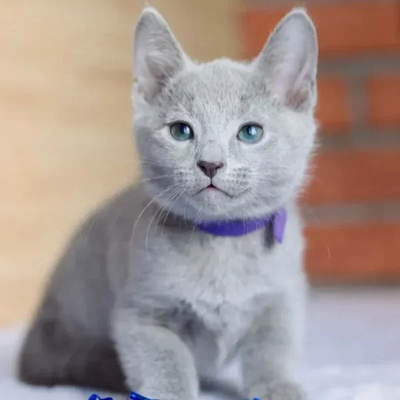 Neo The Russian Blue