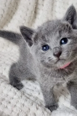 Riri The Russian Blue