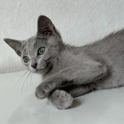 Vicky The Russian Blue