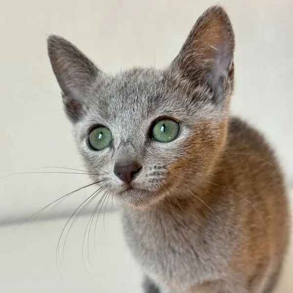 Pluto The Russian Blue