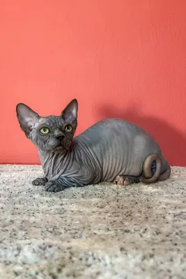 Freya