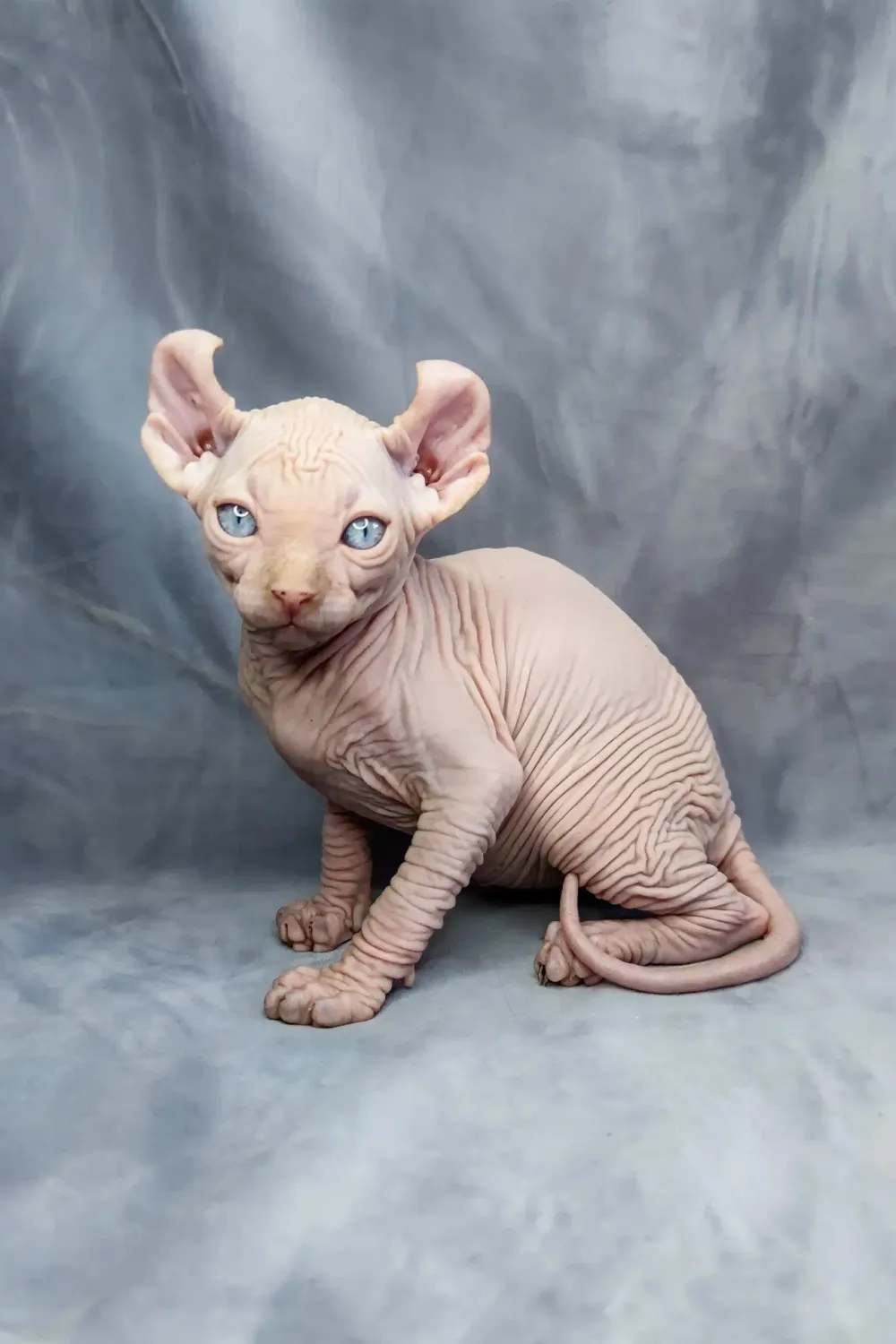 Caesar The Sphynx Kitten