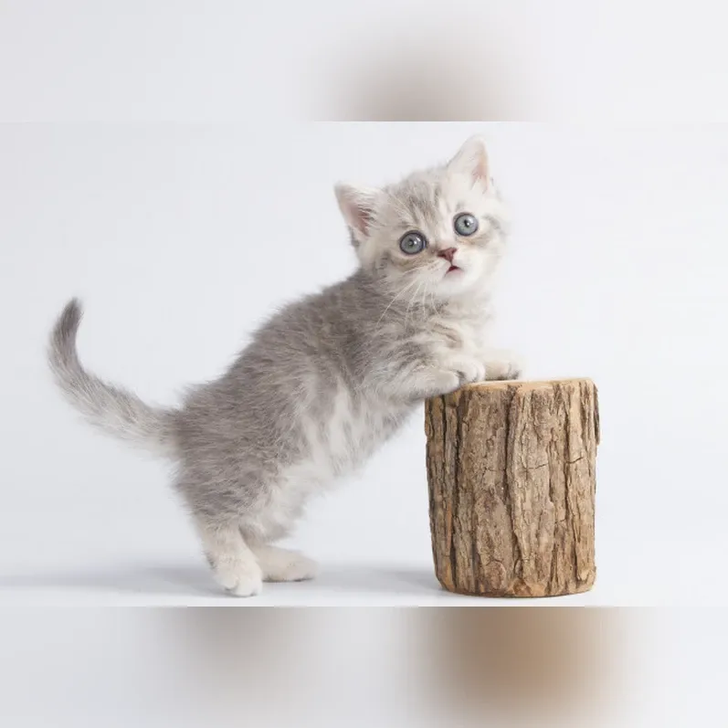 Ilya Female Munchkin