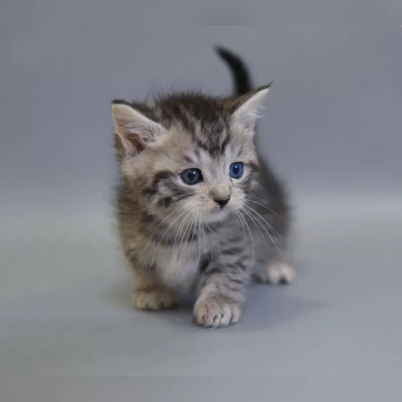 Gustav Male Munchkin