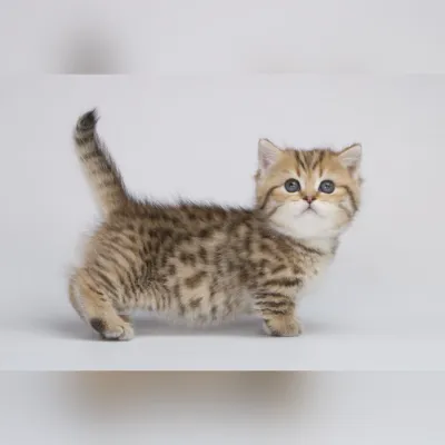 Jones Male Munchkin